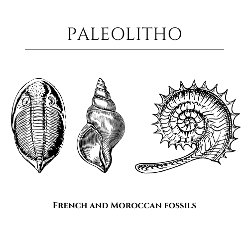 Site e-commerce spécialisé dans la vente de fossilles Français et Marocains
